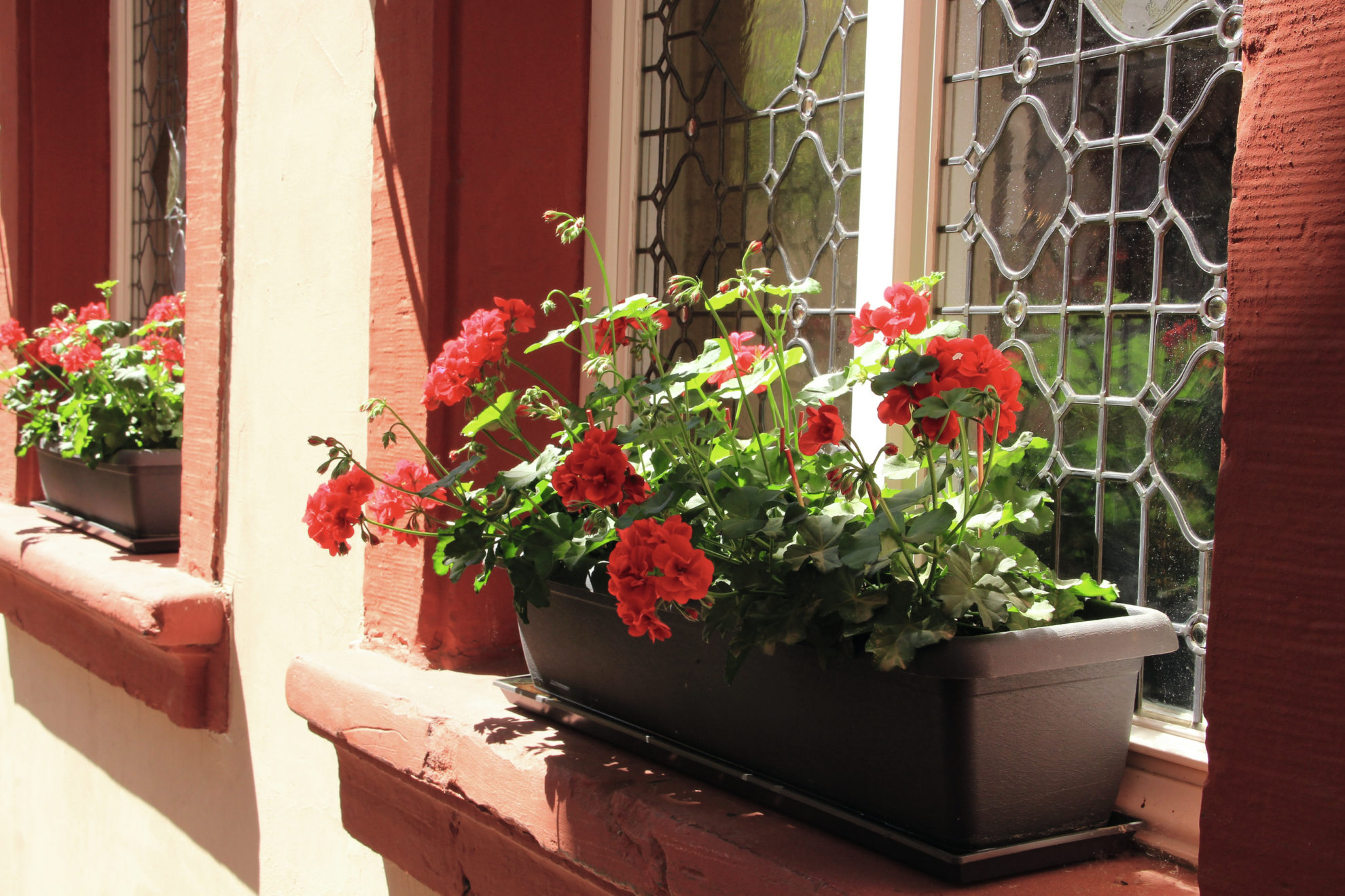 Ein Blumenkasten mit roten Blüten im Fenster einer sandroten Hauswand